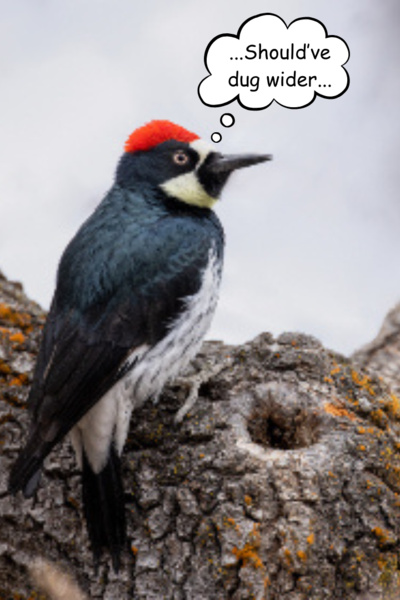 I Peck Wood, Can You Guess What I Am? [Writing Training | Short Stories Collection]