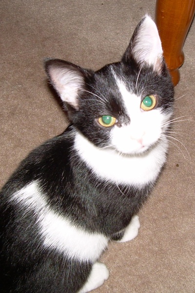 The Hidden Changeling