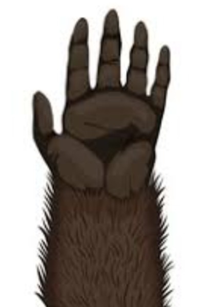 Monkey's Paw (TRUE reader interactive)