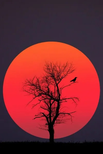 The Shadow of the Sun